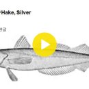 068 실버 민대구 Hake, Silver 이미지