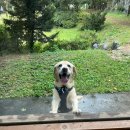 바닐라브릭 | 서울근교 남양주 대형 애견카페 바닐라브릭 솔직후기(재방문의사x)