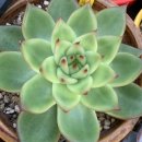 솔레미오 이미지