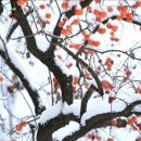 Persimmon fruits in snow 눈덮힌 감들 이미지