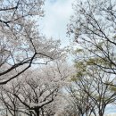 중랑천 뚝방길 (옥외1) | 2026 현재 중랑천 벚꽃 상황! 이번 주말 이찬원 트로트 봄꽃축제 일정 정리