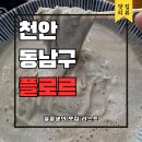 개인 | 천안 각원사맛집 동남구 콩국수 플로르 후기