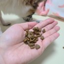 포독포독 | 강아지시니어사료 인디고 에이지뉴트리션 저속노화 노령견사료 어덜트 10+ 포 독 사료 급여후기!!