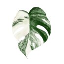 디와이팜 이미지