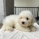 버디독 강아지분양 안심분양센터 서울 영등포점 이미지