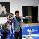 AKC 승인 1주년 기념 KKC 클래식 도그쇼 이미지
