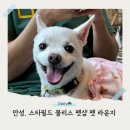 로즈메리 펫뷰티샵 | 안성 스타필드 몰리스 펫샵 펫 라운지 애견동반 식당 좌석 카츠바