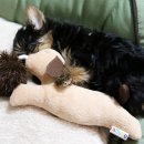 아기강아지 이미지