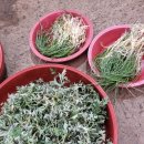 화순고인돌전통시장 | [시장투어] 화순고인돌전통시장, 화순시장 장날 3일 8일/ 화순시장 갔다가 지갑 털린 이유(먹거리 천국)