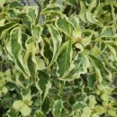 레드울프 이미지