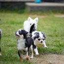 윈터펠 치와와 이미지