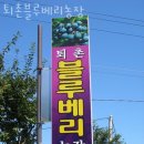 수목농장 | 블루베리농장 퇴촌블루베리농장 블루베리체험 농장 위치 비용 후기