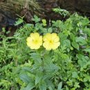 황방산 맨발걷기 이미지