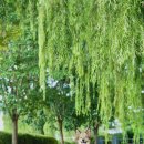 빌리지독 이미지