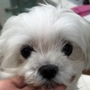 안동동물의료센터 이미지