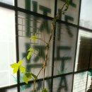 더덕농장 이미지