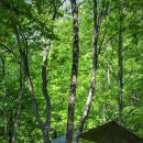 용대자연휴양림캠핑장 이미지