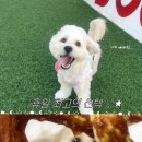 세븐일레븐 인천영흥점 | 강아지 추가요금 없는 영흥도 애견펜션｜찐 5만원대 “글램독” 후기 + 펫드라이룸