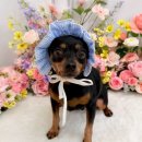 멍구르르 이미지