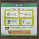 제주 청수리 곶자왈 반딧불이 축제 후기