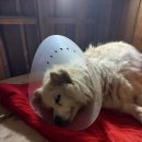 와와동물병원 이미지