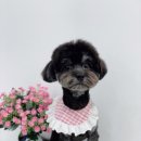 단비네 애견미용 이미지