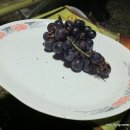 천안 서곡야영장 캠핑&amp;바베큐 정모 (2010년 10월 09일 ~ 11일)