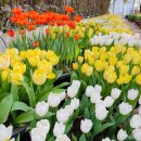 색연필로 쉽게 따라 그리는 꽃그림 이미지