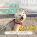 전주용소중학교 | [전주 송천동] 강아지 버블스파 미용실, 멍스마일