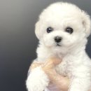 야옹아 멍멍해봐 이미지