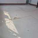 7387 | 김해 장유 교회 데코타일 시공 후기,화이트 우드 데코타일로 교회 리모델링 선택한 이유 KDF 7387