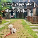 해피데이애견 | [경주애견동반펜션] 하뚜랑 해피데이해피독