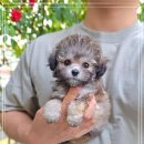 강아지분양 꽃강아지 중랑점 이미지