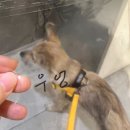 도그포레 | 도봉구 강아지유치원 [도그포레]후기