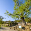 500년 된 은행나무가 반겨주는 녹우당-해남 이미지