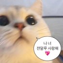 포천 청계호수 자작나무숲캠핑장 데크7번 후기