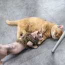 캣츠앤몬스터 | 안양 가볼만한곳 :: 안양 고양이카페 캣츠앤몬스터