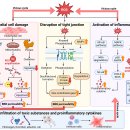 활성산소 --＞ 질병을 일으키는 과정과 항산화 방어 시스템 2025년 nature 이미지