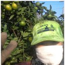 새콤달콤한 서귀포 극조생 노지감귤 첫 수확 예약 받습니다. 이미지