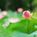 연꽃향기 이미지