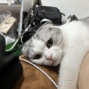 교촌치킨안양일번가점 이미지