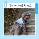 강아지 여름원피스 펫츠랜드 리틀 체크 원피스 티셔츠 사이즈 선택 성공 후기