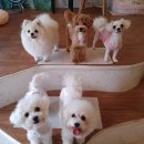 펫티 이미지