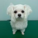 마티애견 이미지