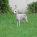 블루켄넬 이미지