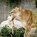 버팔로