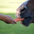 위미리 자미성 네이버블로그