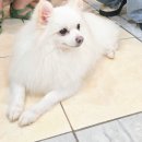 남포아지트 | [부산 남포동]애견카페 아지트, 유기견들과 함께하는 특별한 체험 후기