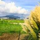 대저생태공원 이미지