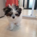 다정한 개아빠 이미지